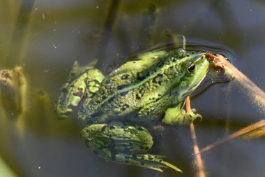 Gölette yeşil kurbağa