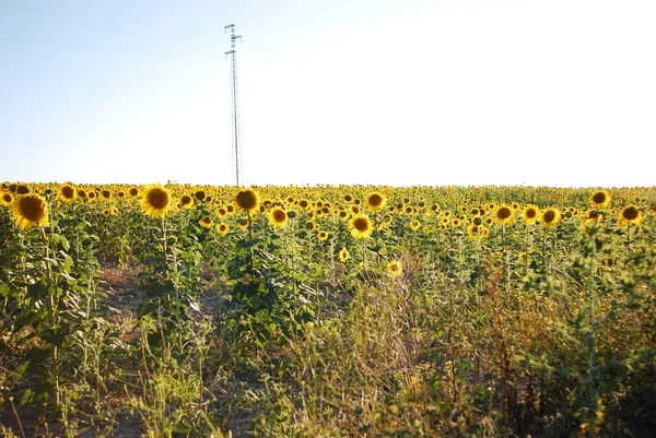 Поле Соняшників Влітку — стокове фото
