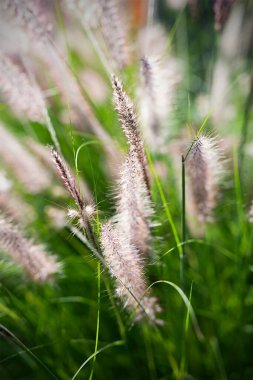 Bahçedeki güzel çimenler