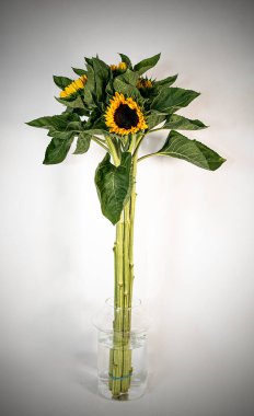 cam vazoda izole edilmiş ayçiçeği