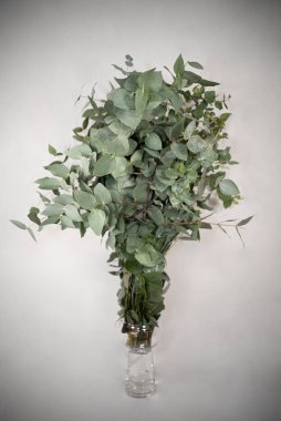 Bir bitkinin yeşil dalları