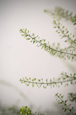 Güzel botanik fotoğrafı, doğal duvar kağıdı.