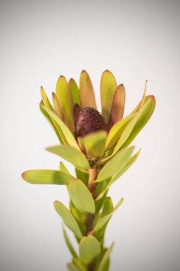 Beyaz arka planda vazoda bir kaktüsün çiçeği