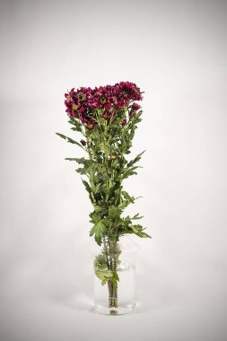 Vazodaki çiçek gri arkaplanda