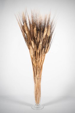 Beyaz arka planda altın kuru buğday. yüksek kaliteli fotoğraf