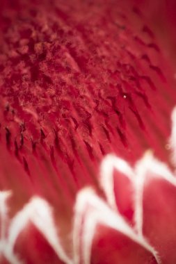 Kırmızı arkaplanı olan kırmızı gelincik