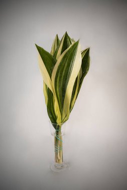 green leaves of a plant in a vase on a white background