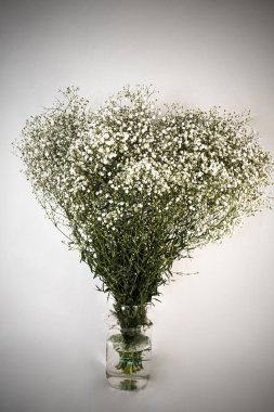 siyah arka plan üzerine vazoda beyaz çiçekler