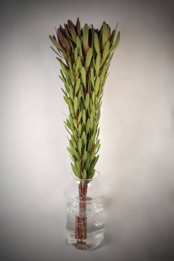 Vazoda bir buket taze kırmızı bahar çiçeği