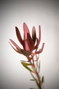 Beyaz arka planda güzel bir çiçek