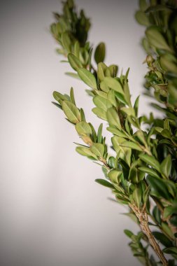 Beyaz arkaplanı olan yeşil zeytin dalı.