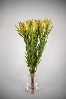 beyaz arkaplanda vazo çiçeği