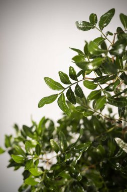 doğanın yeşil yaprak