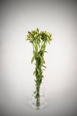 Beyaz arka planda cam vazoda bir buket taze sarı gül..