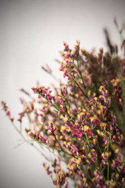 Bulanık bir arkaplanda güzel pembe ve beyaz bir çiçeğin yakın plan çekimi.