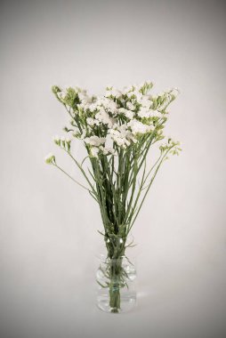 Vazodaki gri arkaplanda beyaz çiçek