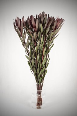 Beyaz arka planda kırmızı lale çiçekleri.