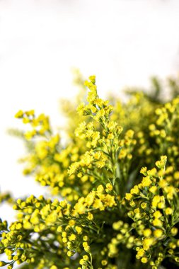 Bahçedeki güzel çiçekler