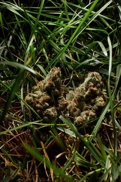 大麻在草丛和阴影中 — 图库照片