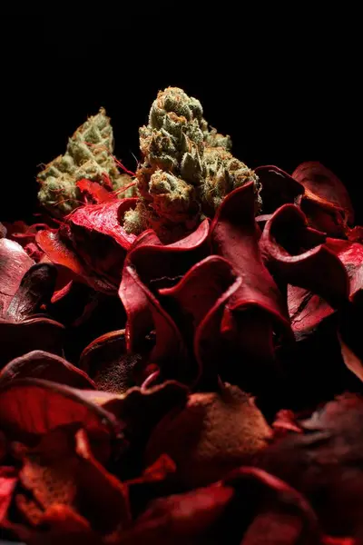 Κάνναβη Τριαντάφυλλα — Φωτογραφία Αρχείου