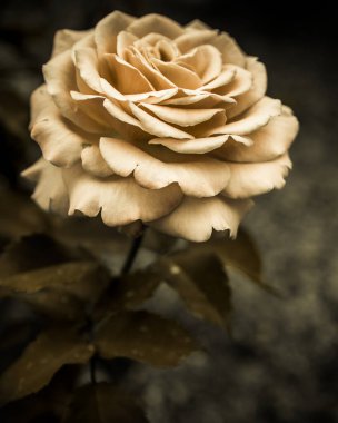 Beyaz bir gül, gölgeli güzel bir gül.