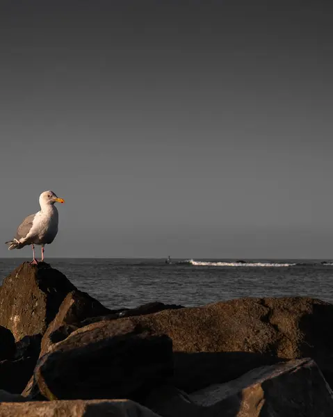 Птица Над Видом Пляж — стоковое фото