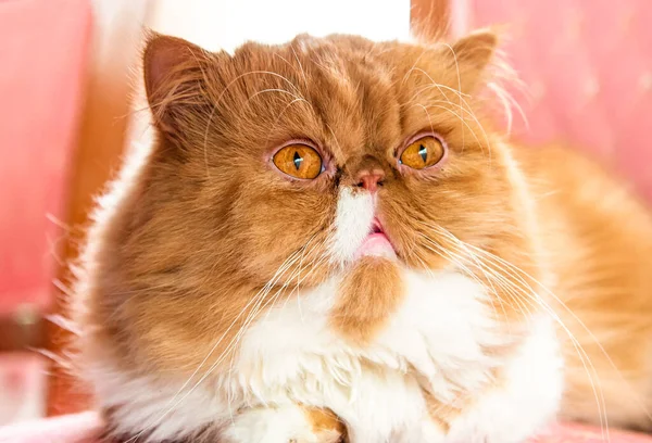 Persian Red Long Haired Cat Big Eyes Pink Background — Stock Photo, Image