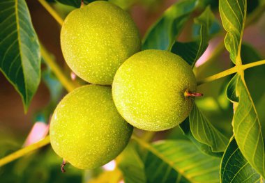 Bir ağaç üzerinde büyüyen üç yeşil ceviz yakın çekim.