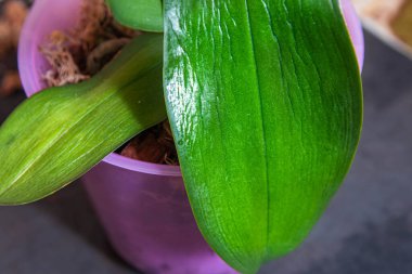 Phalaenopsis orkide yaprakları kök çürümesinden dolayı sararır. Seçici odak.