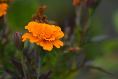 Çiçeğin ayrıntıları ve kadife bir ağacın tomurcuğu diğer çiçeklerin arasında.