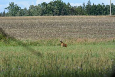 Bir tarlanın yakınındaki çayırda geyik yumurtluyor.