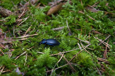 Mor yer böceği ormanda yosun üstünde