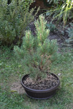 Bahçedeki çimlerin üzerinde bir tencerede çam ağacı