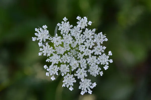 Біла Квітка Траві Зелений Фон — стокове фото