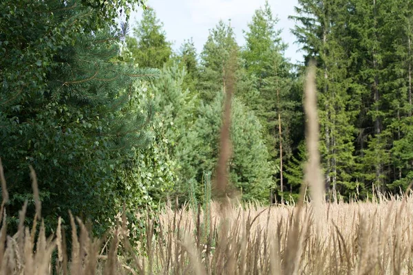 Ormanlar arasındaki çayırda kuru otlar.