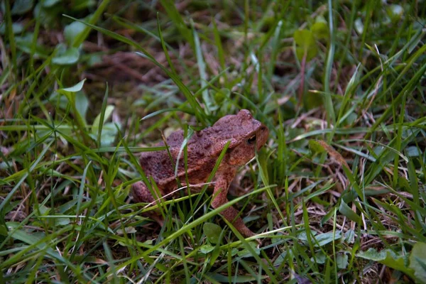 Kurbağa Bufo bufo - çimenlikteki bahçede yaygın bir kurbağa. 