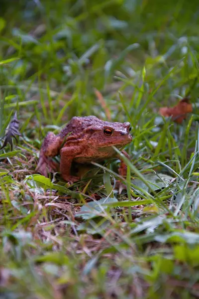 Kurbağa Bufo Bufo Çimenlikteki Bahçede Yaygın Bir Kurbağa — Stok fotoğraf