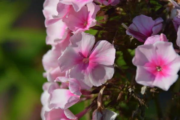 Kwitnący Kwiat Phlox Kwiatowym Łożu — Zdjęcie stockowe