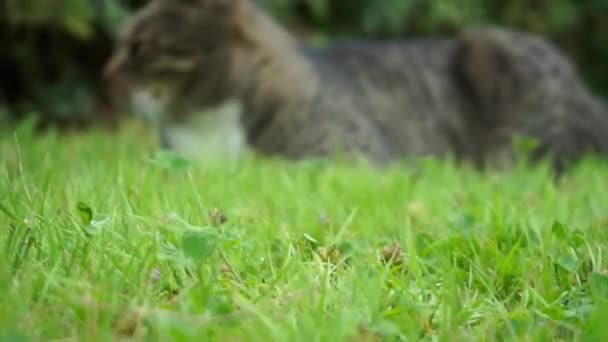 Bedårande Tabby Katt Vilar Gräsbevuxen Fält — Stockvideo