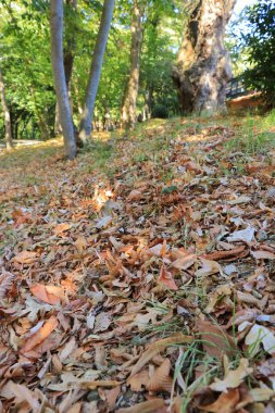Yazın sonunda yeşil yaprakların sarardığını ve yere düştüğünü anlıyoruz..