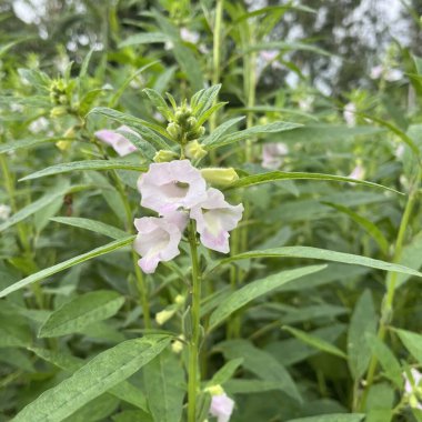 Hassas beyaz ve pembe çiçeklerin yer aldığı susam bitkisinin ayrıntılı görüntüsü. Canlı yeşil yapraklar gelişmekte olan tohum kabuklarına yemyeşil bir zemin sağlar..