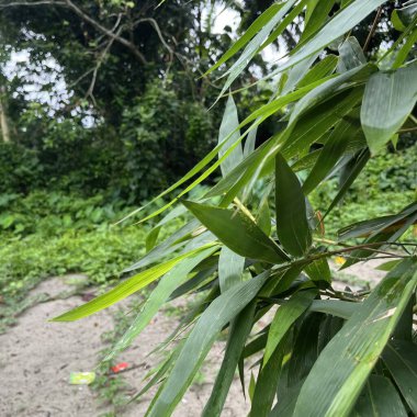Su damlacıklarıyla kaplanmış canlı yeşil bambu yapraklarının detaylı görüntüsü, yaprakların karmaşık desenlerini ve dokularını gözler önüne seriyor. Arkaplanda yemyeşil ve doğal ışıklandırma yer alıyor..