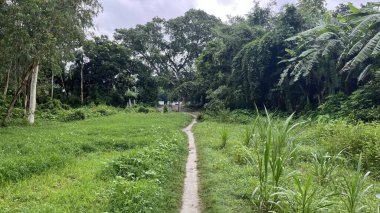 Dar, açık renkli bir yolun manzarası canlı yeşil bir arazide yoğun bir ormana doğru ilerliyor, bulutlu, bulutlu bir gökyüzünün altında..