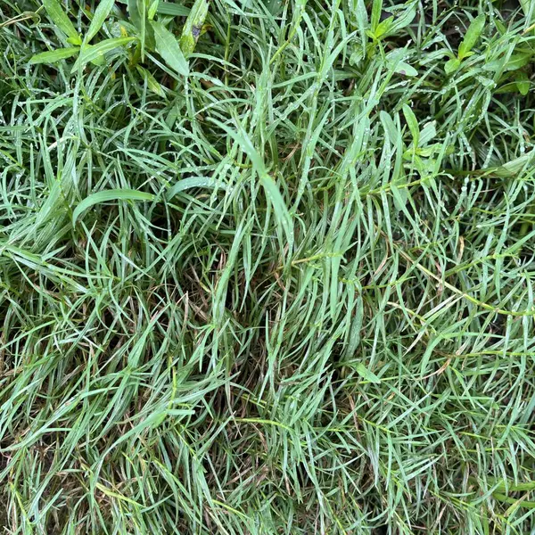 Detaylı bir yakın çekim, canlı yeşil çimen bıçaklarına ve küçük otlara yapışan parlak çiy damlalarını ortaya çıkarır. Açık havada sabah tazeliğini gözler önüne serer..