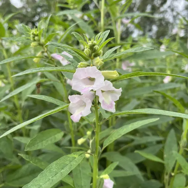 Odaklanmış bir bakış açısı, narin mor lekeli soluk pembe çiçeklerin yer aldığı bir susam bitkisi sapını gösteriyor. Bitkide yeşil yapraklar ve tohum kabukları da sergileniyor..