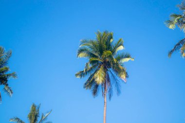 Coconut trees in the summer on a sunny tropical island clipart