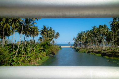 Coconut trees along the river facing the ocean in the summer on a sunny tropical island clipart