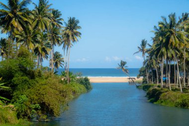 Nehir boyunca Hindistan cevizi ağaçları yazın güneşli bir tropikal adada okyanusa bakar.