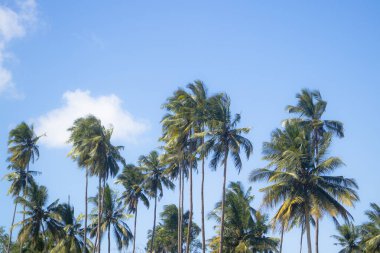 Yazın güneşli bir tropikal adada hindistan cevizi ağaçları