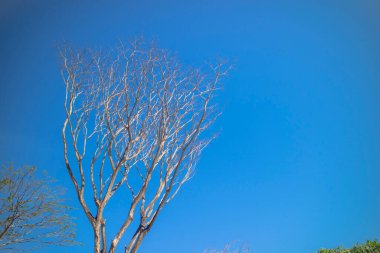 Dead tree under a blue sky in summer clipart